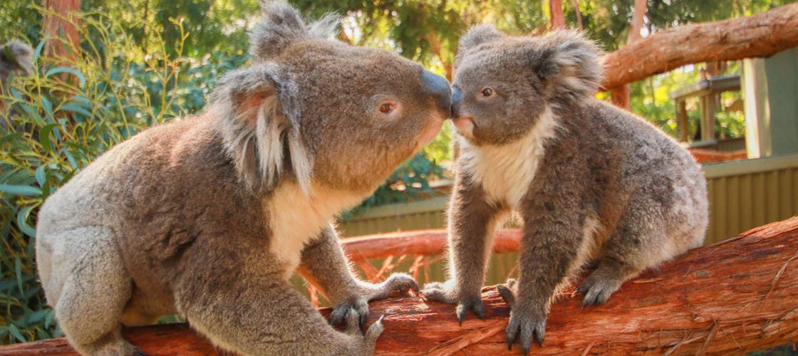 Ballarat Wildlife Park Tickets - image 2