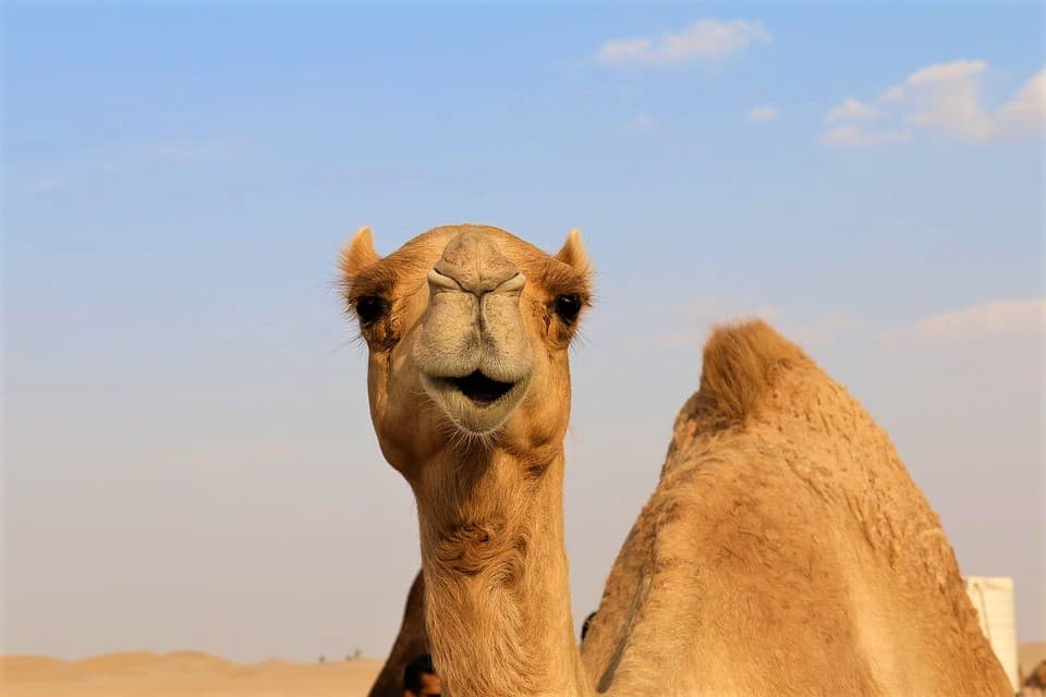 Morning Desert Safari Tour from Dubai - image 4