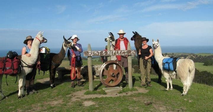 Half-Day Coastal Llama Trek from Kaikoura - main image