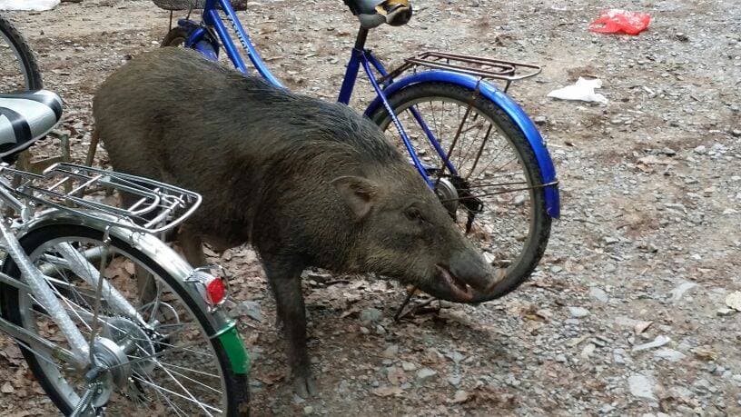 Pulau Ubin Cycling Tour - image 16