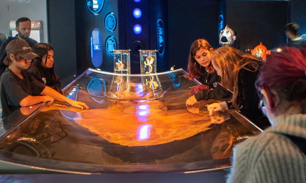 Museum of New Zealand Te Papa Tongarewa Ticket - image 5