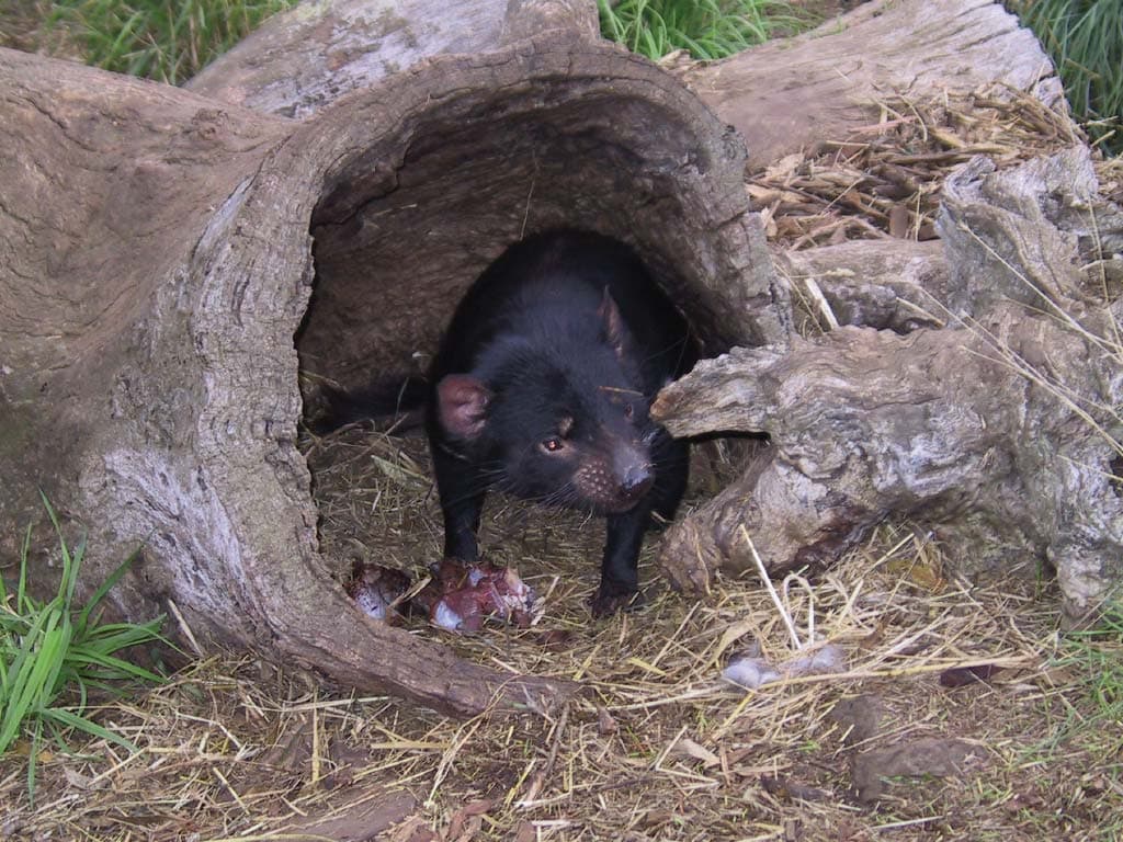 Richmond Village and Bonorong Wildlife Sanctuary Tour - imagen 10