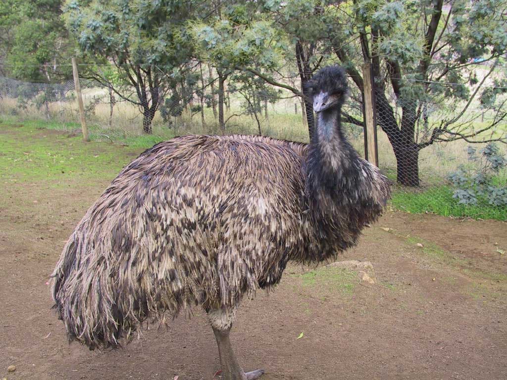 Richmond Village and Bonorong Wildlife Sanctuary Tour - imagen 7