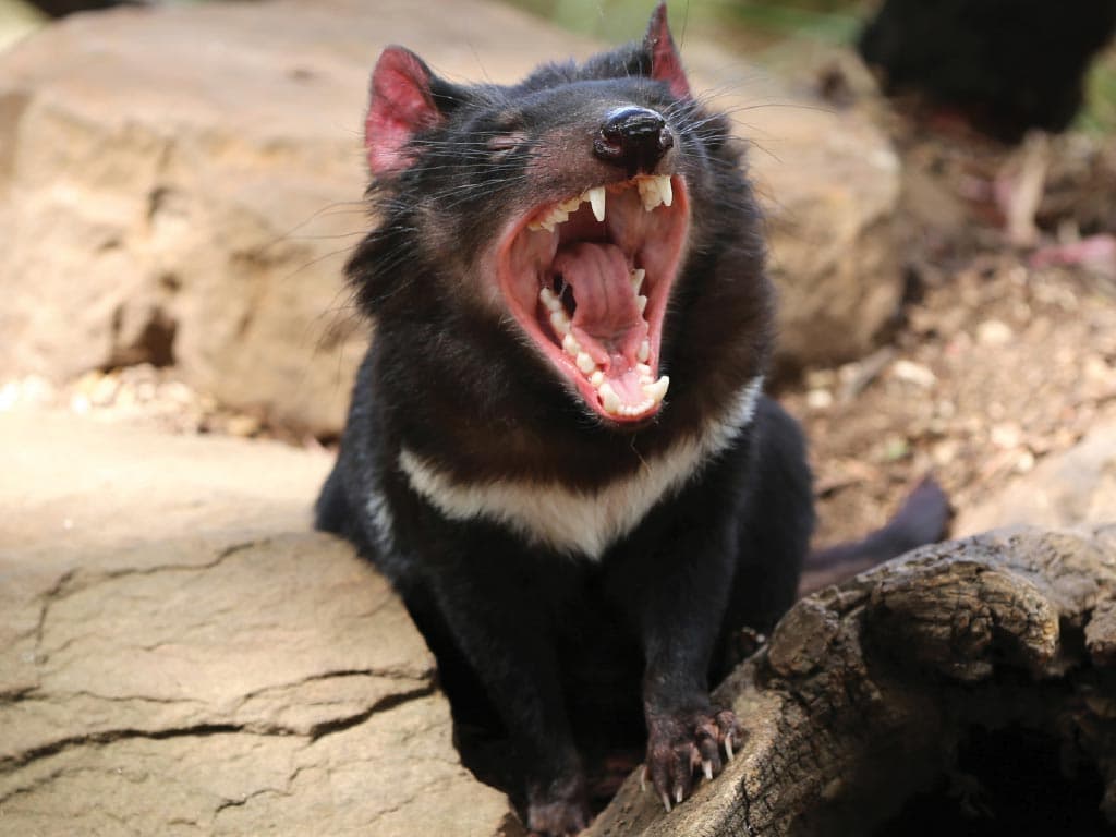 Richmond Village and Bonorong Wildlife Sanctuary Tour - imagen 5